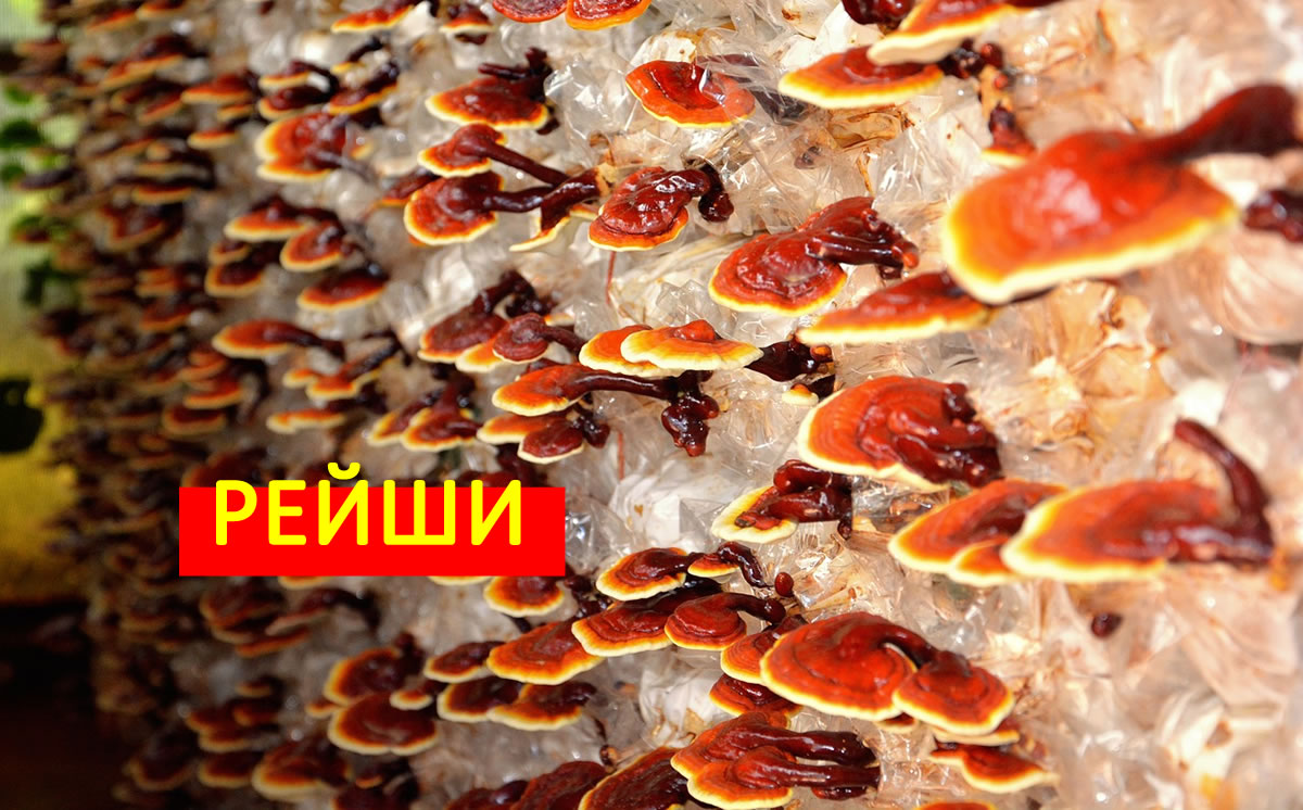 Гъба Рейши - Вижте Лечебните й Свойства!