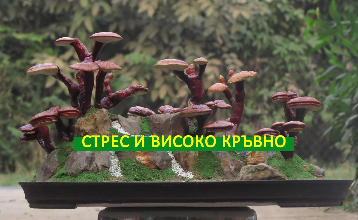 Стрес, Висок холестерол и Високо кръвно! Вижте как тази уникална гъба помага!