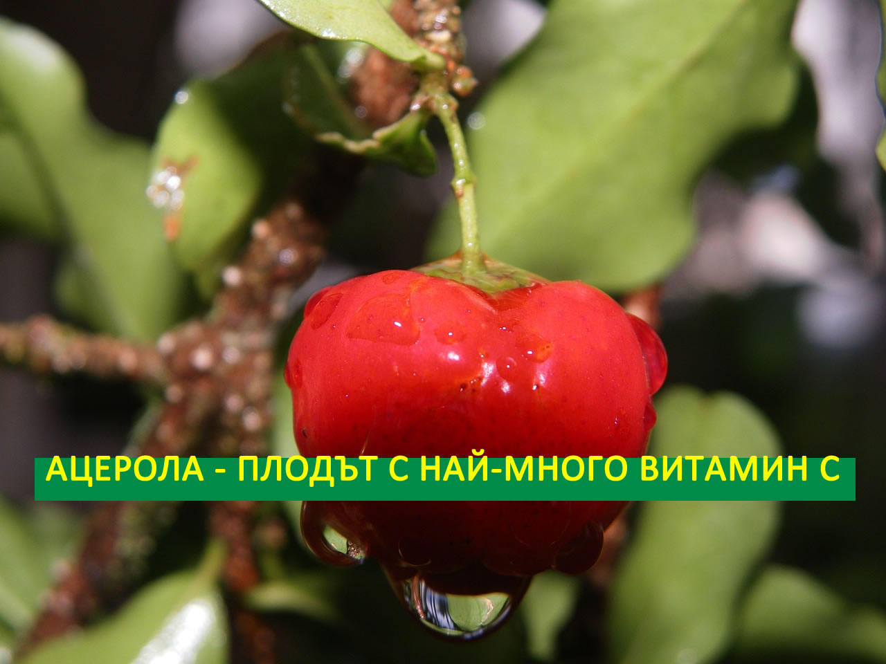 acerola superhrana