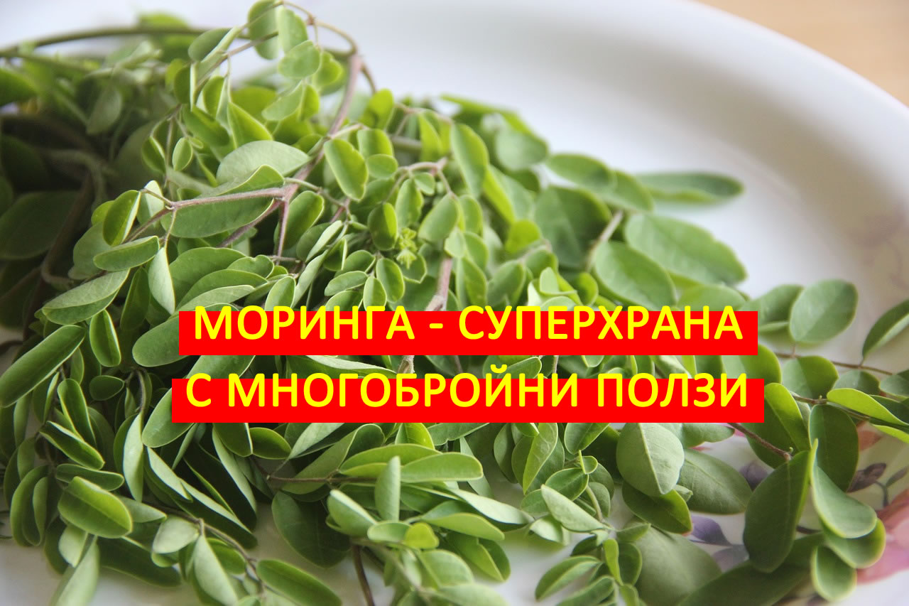Моринга - Суперхраната с многобройни ползи за здравето!