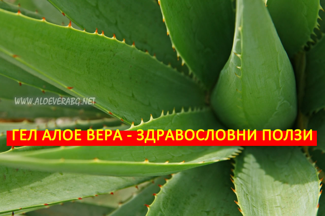 Гел Алое Вера - 7 здравословни ползи!