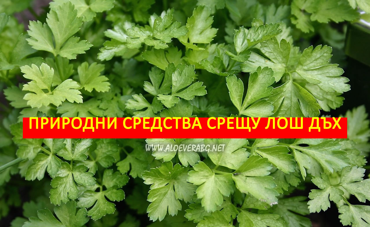 Лош дъх! Вижте кои природни средства помагат срещу лошия дъх!