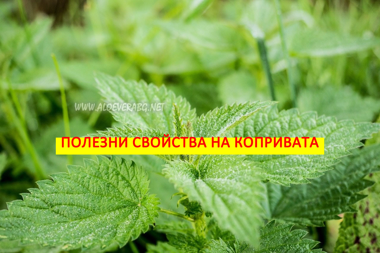 Коприва - Суперхрана с множество Полезни Свойства!