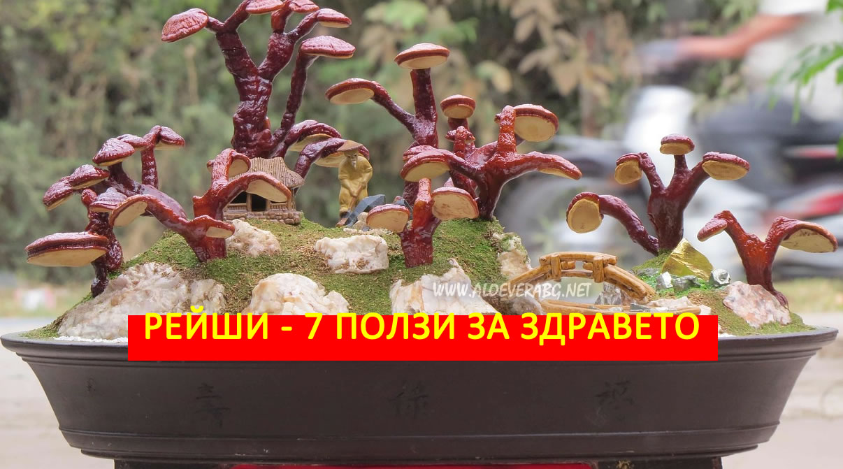 Гъба Рейши - 7 Удивителни Ползи за Здравето!