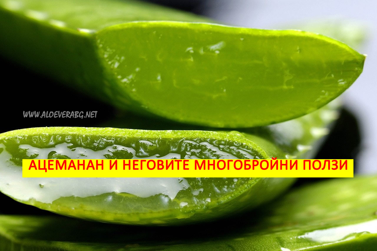 Виж за какво помага съставката Acemannan, която се съдържа в Алое Вера!