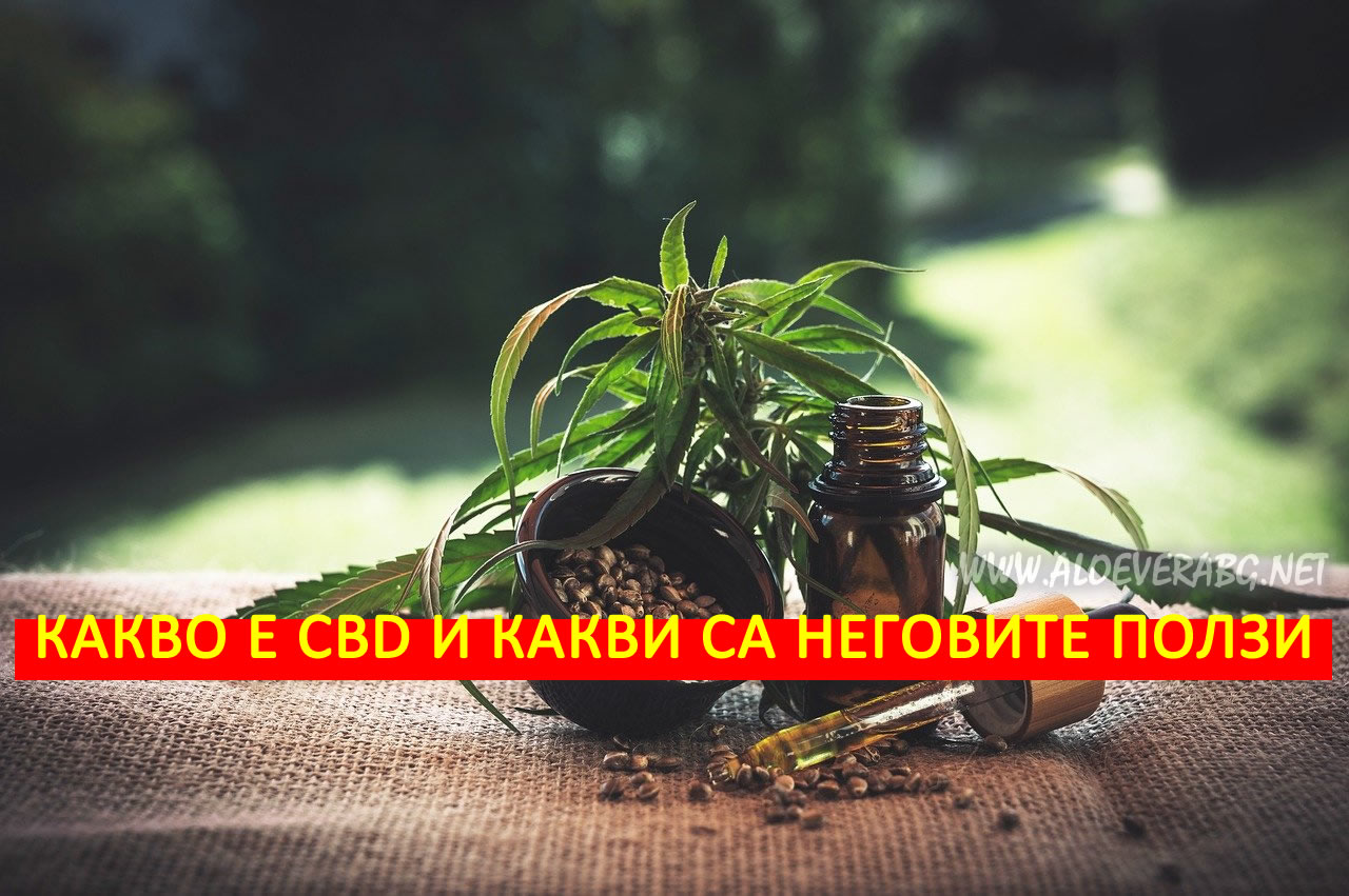 Какво е CBD Масло и какви са неговите ползи?
