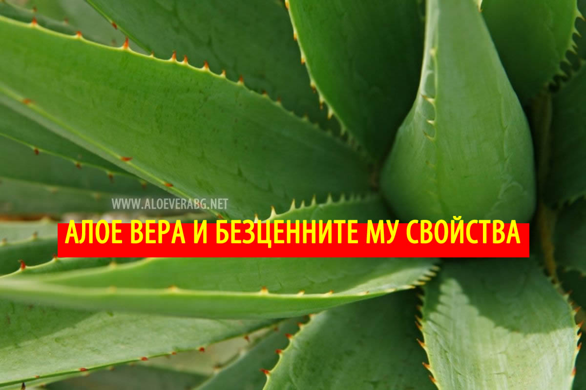 Алое Вера и безценните му ползи за здравето!