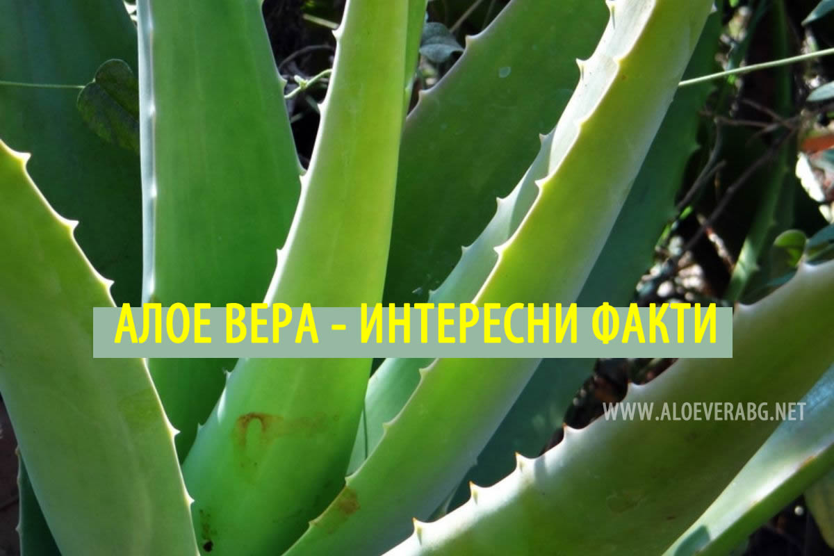Алое Вера - 5 Интересни Факта!