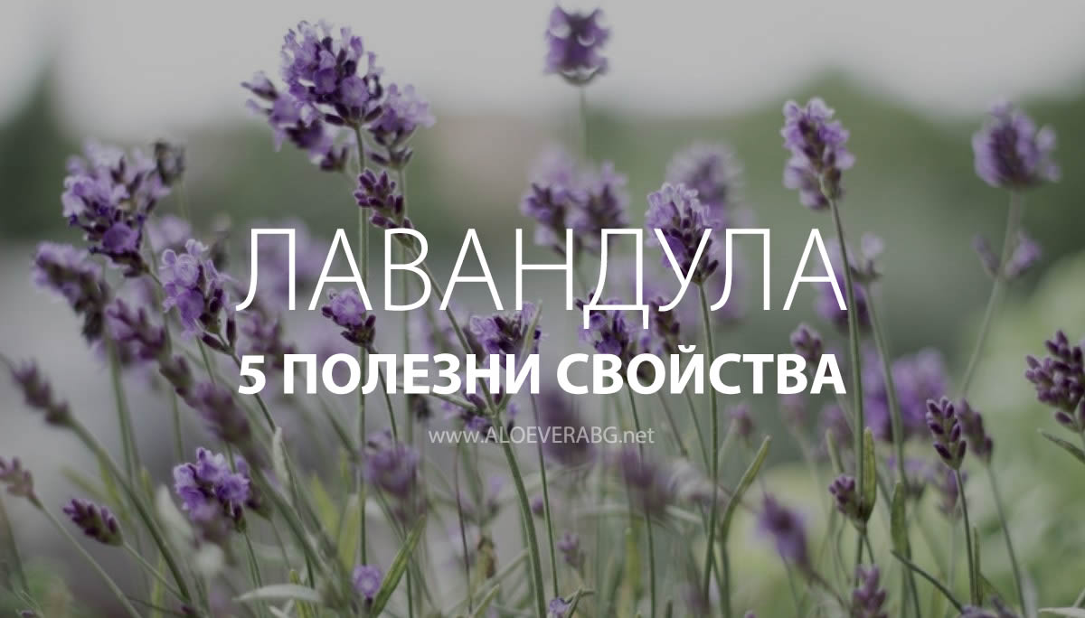 Лавандула - 5 Полезни Свойства!