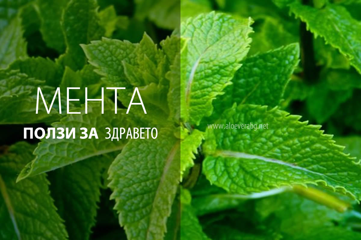 Ментата и многобройните й ползи!