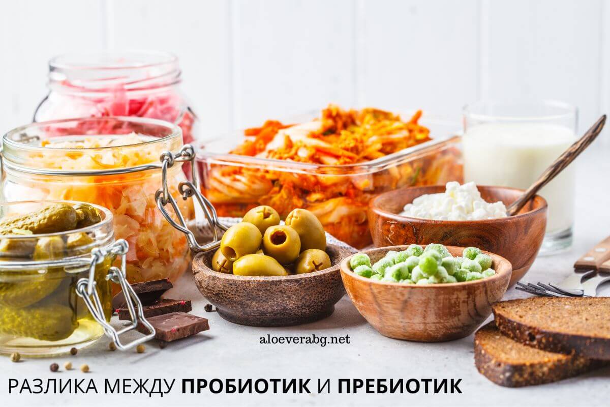 Каква е разликата между пробиотик и пребиотик?