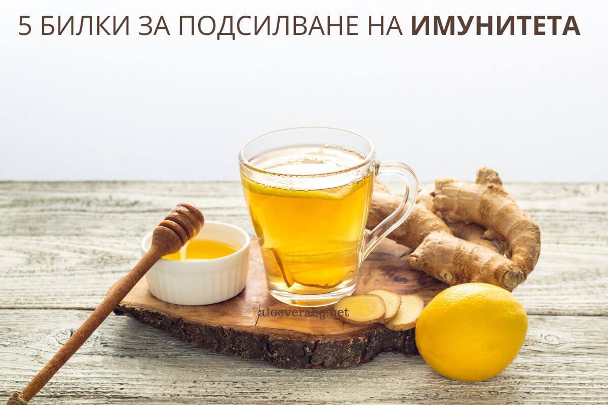 5 Билки за подсилване на Имунитета