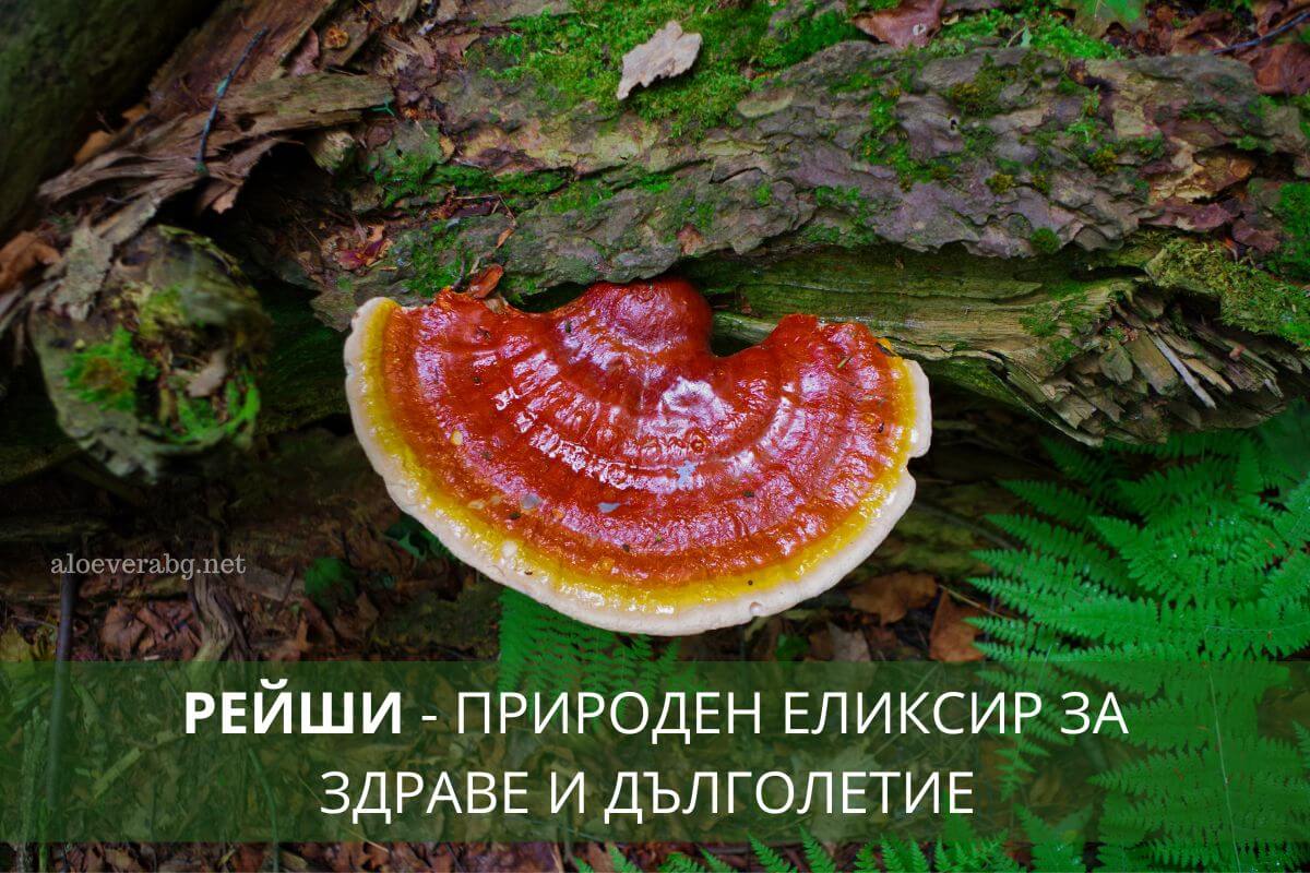 Рейши - Природен Еликсир за Здраве и Дълголетие